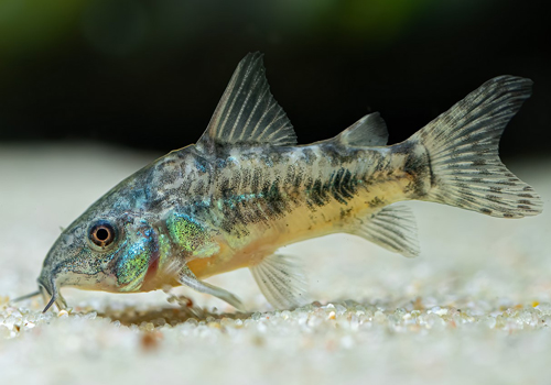Corydoras paleatus.